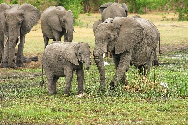 sloni v africe